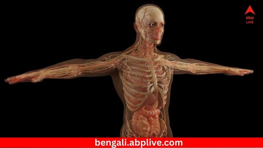 There will be no hair on the body These organs will also disappear Surprising report goes viral Disapperaing Organ: শরীরে থাকবে না একটিও লোম ! এই অঙ্গগুলিও ‘উধাও’ হবে ! আশ্চর্য রিপোর্ট ভাইরাল