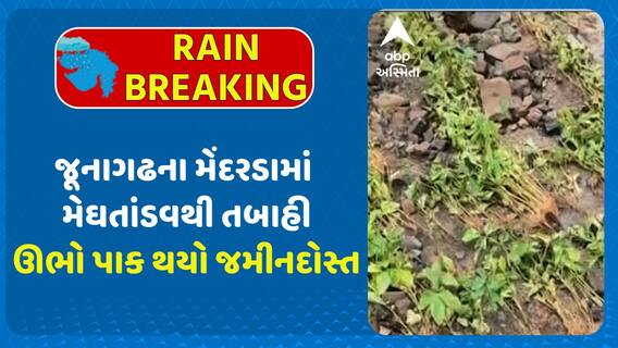 Junagadh Rains: જૂનાગઢના મેંદરડામાં મેઘતાંડવથી તબાહી, ઊભો પાક થયો જમીનદોસ્ત