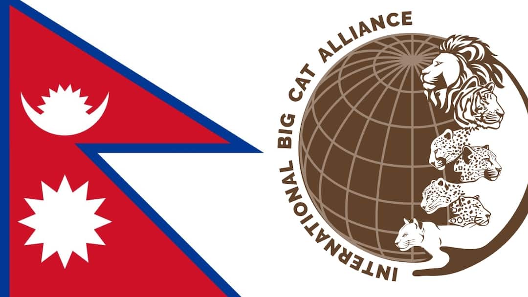 Nepal Joins International Big Cat Alliance, Boosting Global Tiger And Snow Leopard Conservation