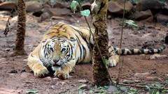 एमपी में टाइगर्स पर बढ़ता संकट, 8 महीने में 36 बाघों की मौत, शिकारियों ने पंजे तक काटे