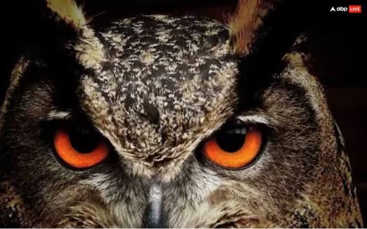 ਘਰ ਵਿੱਚ ਤੰਤਰ ਰੁਕਾਵਟਾਂ ਨੂੰ ਦੂਰ ਕਰਨ ਲਈ, ਘਰ ਨੂੰ ਨਿਯਮਿਤ ਤੌਰ 'ਤੇ ਸਾਫ਼ ਕਰੋ, ਗੰਗਾ ਜਲ ਛਿੜਕੋ, ਲੋਬਾਨ ਜਾਂ ਧੂਪ ਜਗਾਓ, ਅਤੇ ਹਨੂੰਮਾਨ ਚਾਲੀਸਾ ਜਾਂ ਬਜਰੰਗ ਬਾਣ ਦਾ ਪਾਠ ਕਰੋ।