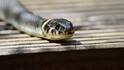 Krait Snake : ఇండియాలో అత్యంత విషపూరితమైన పాము ఇదే.. కాటేస్తే సెకన్లలోనే మనిషి చనిపోతాడట