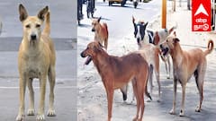 புதுச்சேரியில் நாய் வளர்ப்பவரா நீங்கள்? உரிமம் பெறவில்லை என்றால் ₹1000 அபராதம்! உச்ச நீதிமன்றம் எச்சரிக்கை!