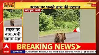 Breaking: Tiger Spotted Roaming Freely on Road in Narmadapuram, Panic Among Locals | ABP NEWS