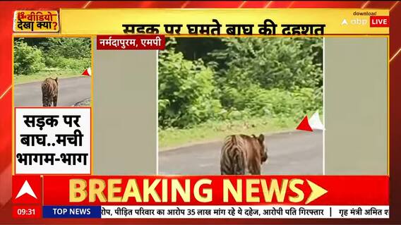 Breaking: Tiger Spotted Roaming Freely on Road in Narmadapuram, Panic Among Locals | ABP NEWS