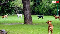 हिमाचल: लाल कॉलर यानी खतरा! शिमला में हमलावर कुत्तों की पहचान अब होगी आसान, क्यूआर कोड से मिलेगा डेटा