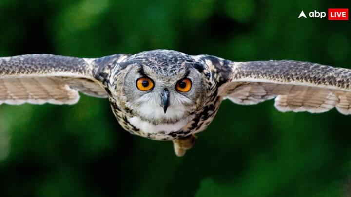 उल्लू को धन और समृद्धि का प्रतीक माना जाता है लेकिन अक्सर तांत्रिक क्रिया में इसका प्रयोग किया जाता है. कई जगह माना जाता है कि विरोधी उल्लू के माध्यम से वशीकरण और तमाम परेशानी खड़ी कर सकते हैं.