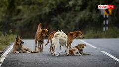 कैसे होती है कुत्तों की नसबंदी, इसके लिए सरकार को कितने रुपये करने होंगे खर्च?