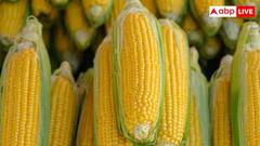 મકાઈના ડોડાની દરેક લાઇનમાં દાણાની સંખ્યા બેકી માં જ કેમ હોય છે ? જો વિશ્વાસ ના આવે તો ગણી જુઓ