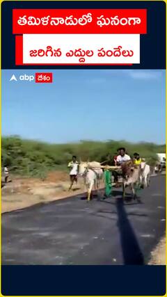 Bull races held in Tamil Nadu