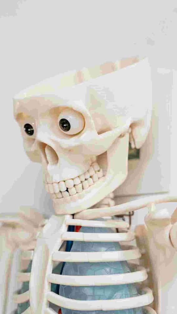 दुनिया में सबसे पहले कंकाल का क्या नाम था?