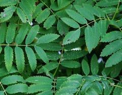 बच्चों के पेट में बार-बार हो रहे हैं कीड़े? इन नुस्खों से करें इसका मिनटों में इलाज