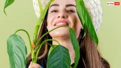 नीम के पत्तों से चमकाएं अपनी स्किन, बस ऐसे करना होगा इस्तेमाल