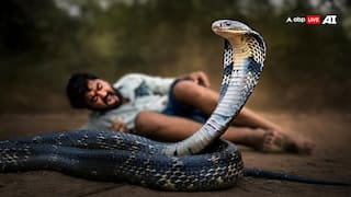 सांप आ जाए आपके सामने तो क्या करें, कैसे बचाएं अपनी जान?
