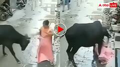 गाय ने अचानक खोया आपा और महिला पर कर दिया जानलेवा हमला! सींग घुसाए, दीवार में घुसाया- डरा रहा वीडियो