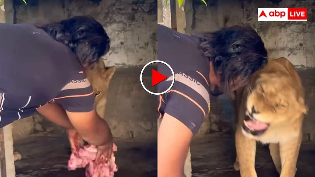 भाई वो गाय नहीं शेर है! दरिंदे को पालतू जानवर की तरह खाना खिलाता दिखा शख्स- वीडियो देख खड़े हो जाएंगे रोंगटे Man was seen opening the cage and feeding the lioness with his hands He is fond of raising lions video goes viral भाई वो गाय नहीं शेर है! दरिंदे को पालतू जानवर की तरह खाना खिलाता दिखा शख्स- वीडियो देख खड़े हो जाएंगे रोंगटे