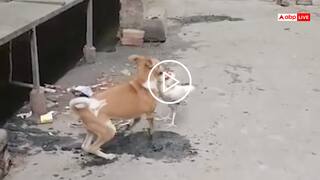 आवारा कुत्ते और मुर्गे में हुई गला काट लड़ाई, मार देखकर घबरा गए सोशल मीडिया यूजर्स