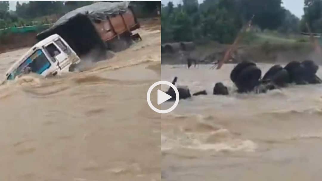 Viral Video: हादसों के बाद भी नहीं लिया सबक! उफनती नदी में उतार दिया ट्रेलर, फिर जो हुआ... Watch Trailer truck washed away in Safi river in Sundergarh Odisha Viral Video Viral Video: हादसों के बाद भी नहीं लिया सबक! उफनती नदी में उतार दिया ट्रेलर, फिर जो हुआ...