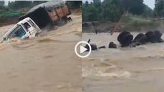 हादसों के बाद भी नहीं लिया सबक! उफनती नदी में उतार दिया ट्रेलर, फिर जो हुआ...