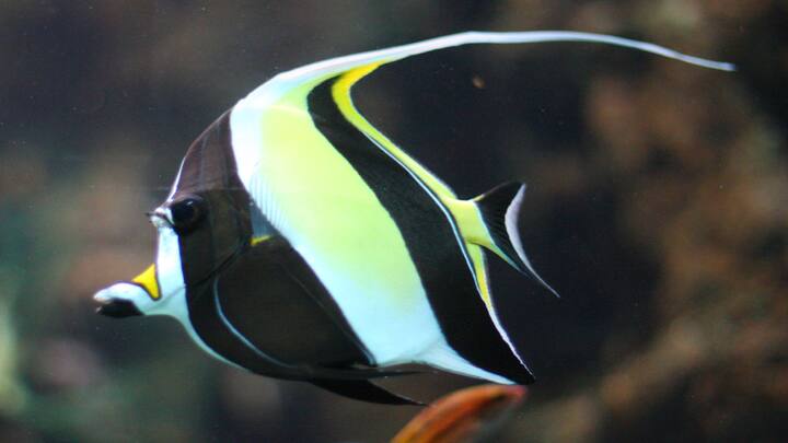 मूरिश आयडॉल मासा (Moorish Idol Fish): मूरिश आयडॉल मासा टँकमध्ये हा फारच कमी खातो, कधी कधी तर खाणंच बंद करतो आणि मरतो. अगदी मोठ्या आणि चांगल्या टँकमध्येही टिकत नाही.