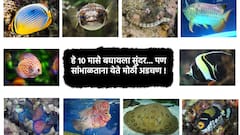 हे 10 मासे बघायला सुंदर... पण सांभाळताना येते मोठी अडचण!