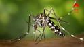 Howrah Dengue News: āĻĄā§āĻā§āĻāĻŋāϰ āĻā§āĻāĻ āύāĻŋāϤ⧠āĻāĻŋā§ā§ āĻŽāϰā§āĻŽāĻžāύā§āϤāĻŋāĻ āĻāĻāύāĻž, āĻšāĻžāĻŽāϞāĻžāϰ āĻļāĻŋāĻāĻžāϰ āĻŽāĻšāĻŋāϞāĻž āϏā§āĻŦāĻžāϏā§āĻĨā§āϝāĻāϰā§āĻŽā§