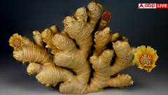 अदरक खाने से सिर्फ फायदा ही नहीं होता, नुकसान भी पहुंचाती है यह चीज! जान लें हर बात