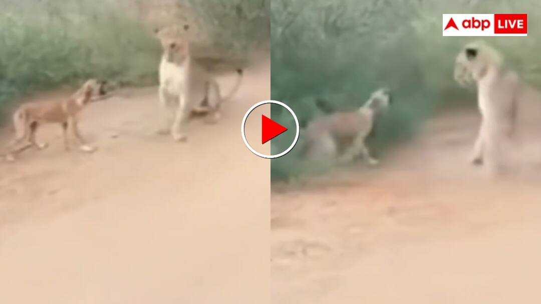 डॉगेश भाई से पंगा नहीं! कुत्ते के आगे फीकी पड़ी दहाड़, उल्टे पैर लौटा जंगल का राजा- वीडियो वायरल Dog and lion face to face in the jungle the lion ran away scared of the dog video goes viral डॉगेश भाई से पंगा नहीं! कुत्ते के आगे फीकी पड़ी दहाड़, उल्टे पैर लौटा जंगल का राजा- वीडियो वायरल