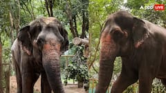 महादेवी हाथी मामले में SIT जांच पर वनतारा ने दी प्रतिक्रिया, कहा - 'पूरा सहयोग करेंगे'