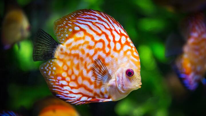 डिस्कस मासा (Discus Fish):डिस्कस मासा गरम, थोडंसं आंबट आणि खूपच स्वच्छ पाणी लागते. पाण्याचा तापमान किंवा pH बदलला की लगेच आजारी पडतो.