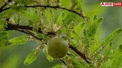 इम्युनिटी मजबूत करनी है तो आज से ही खाना शुरू कर दें सद्गुरु के बताए ये 2 सिंपल फूड, मिलेंगे इतने फायदे
