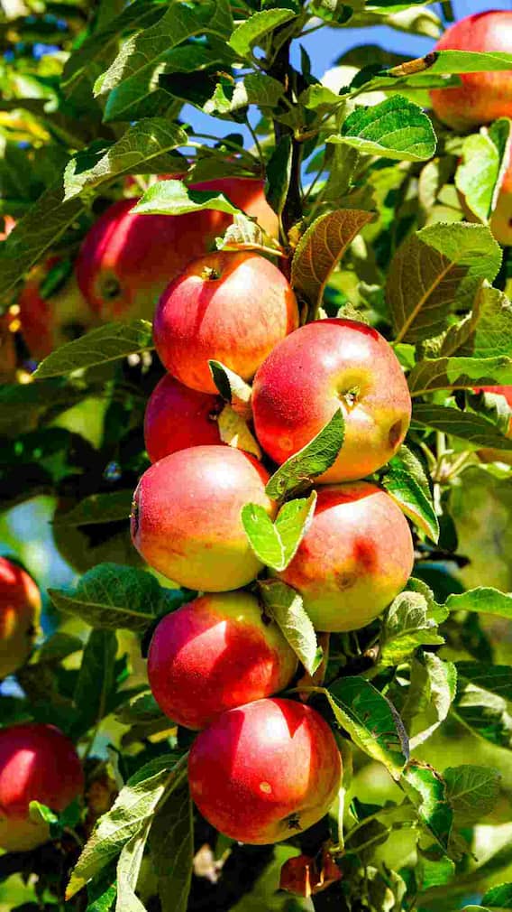 सेब का सिरका कैसे बनाएं ?