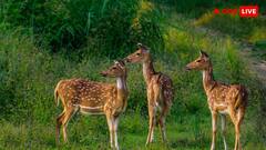 सितंबर में घूमने का बना रहे हैं प्लान, एक बार देख लें भारत के ये बेहतरीन जंगल सफारी डेस्टिनेशन