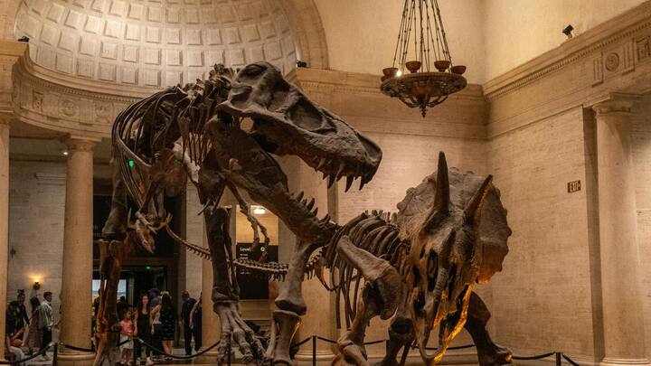 यह भारत में अपनी तरह का पहला फाइटोसॉरस जीवाश्म है ये खोज ना केवल जैसलमेर की ऐतिहासिक और प्राकृतिक धरोहन में एक नया अध्याय जोड़ेगी बल्कि भारत को अंतरराष्ट्रीय स्तर पर भी पुराजीव विज्ञान की दुनिया में नई पहचान दिला सकती है.