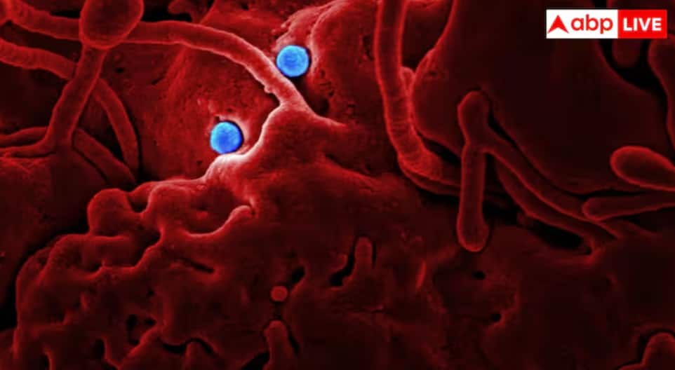 japanese-scientists-discover-bacteria-based-aun-cancer-therapy-that-kills-tumors-without-immune-system-support ਮਿਲ ਗਿਆ ਕੈਂਸਰ ਦਾ ਇਲਾਜ! ਟਿਊਮਰ ਨੂੰ ਸਿੱਧਾ ਖ਼ਤਮ ਕਰੇਗੀ ਆਹ ਥੈਰੇਪੀ, ਨਹੀਂ ਪਵੇਗੀ ਇਮਿਊਨ ਸਿਸਟਮ ਦੀ ਲੋੜ