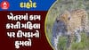 Dahod Leopard Attack : દાહોદમાં ખેતરમાં કામ કરતી મહિલા પર દીપડાનો હુમલો, જુઓ અહેવાલ