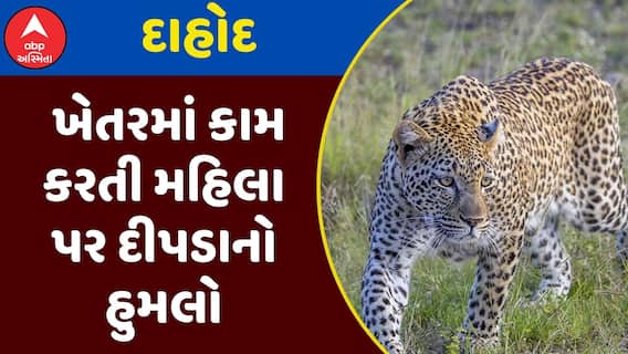 Dahod Leopard Attack : દાહોદમાં ખેતરમાં કામ કરતી મહિલા પર દીપડાનો હુમલો, જુઓ અહેવાલ