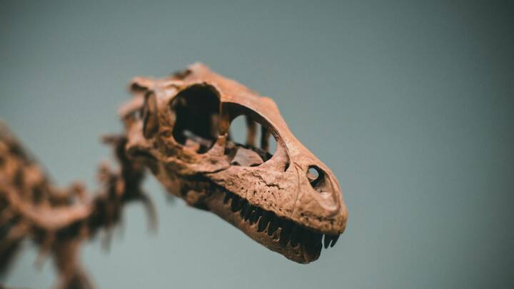 यह जीवाश्म फाइटोसॉरस नामक प्राचीन सरीसृप का है जो जुरासिक काल से भी पहले नदियों और जंगलों में पाया जाता था. इसकी लंबाई डेढ़ से दो मीटर थी और यह मगरमच्छ जैसा दिखता था.