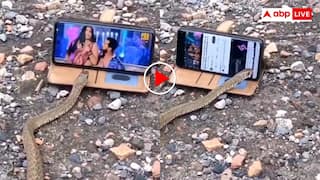 बड़ा संस्कारी सांप है! फोन में चल रहा था अश्लील गाना, सांप ने जीभ से कर दिया बंद- वीडियो वायरल