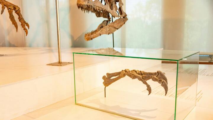 फाइटोसॉरस मुख्य रूप से मछलियां खाता था और नदी के पारिस्थितिकी तंत्र में महत्वपूर्ण भूमिका निभाता था.