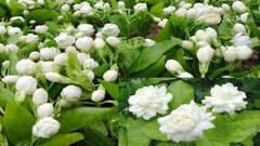 ஏங்க... பூக்கள் விலை அதிகமுங்க: கவலைப்படாமல் வாங்கிச் சென்ற மக்கள்