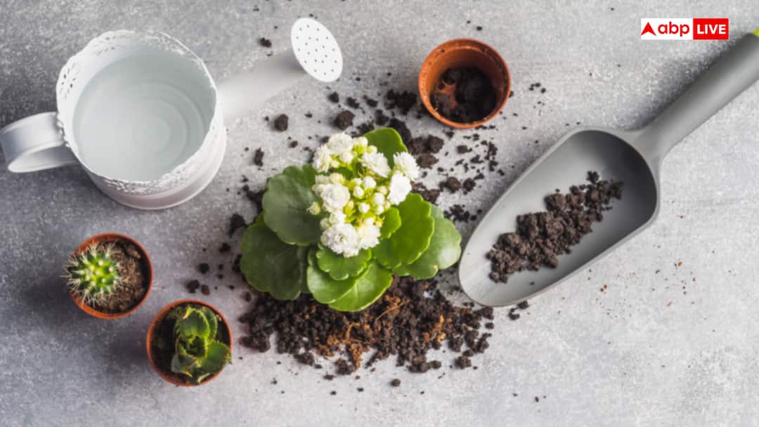 पौधों से बदलेगी तकदीर! बिहार सरकार ने शुरू की अनोखी छोटी नर्सरी योजना Bihar Government Launches Small Nursery Scheme to Boost Horticulture and Farmers Income पौधों से बदलेगी तकदीर! बिहार सरकार ने शुरू की अनोखी छोटी नर्सरी योजना