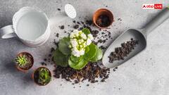 पौधों से बदलेगी तकदीर! बिहार सरकार ने शुरू की अनोखी छोटी नर्सरी योजना