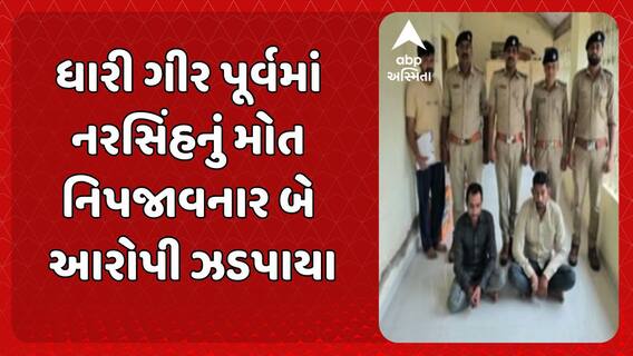 Amreli news: ધારી ગીર પૂર્વમાં નરસિંહનું મોત નિપજાવનાર બે આરોપી ઝડપાયા