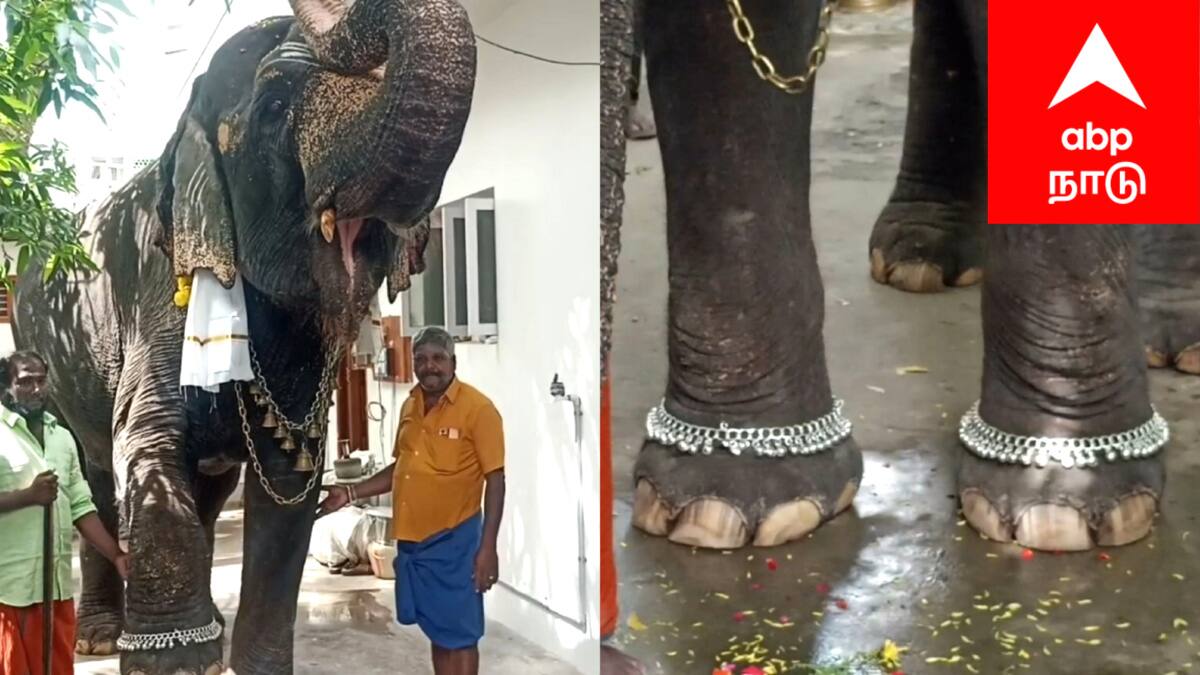 விநாயகர் சதுர்த்தி: மயிலாடுதுறையில் யானைக்கு வெள்ளி கொலுசு! பக்தர்களின் பரவசம், நெகிழ்ச்சியான நிகழ்வு!