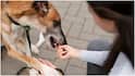 Dog Bite Risks : కుక్క కరిస్తే ఎన్ని గంటల్లోపు ఇంజెక్షన్ వేయించుకోవాలి? లేకుంటే రేబిస్​తో పాటు ఆ వ్యాధులు తప్పవు