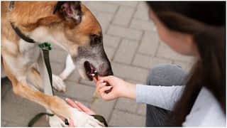 Dog Bite Risks : కుక్క కరిస్తే ఎన్ని గంటల్లోపు ఇంజెక్షన్ వేయించుకోవాలి? లేకుంటే రేబిస్తో పాటు ఆ వ్యాధులు తప్పవు