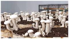 వర్షాకాలంలో పుట్టగొడుగులు తింటున్నారా? అయితే ఈ జాగ్రత్తలు తప్పనిసరి! |