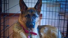 26 Starving Foreign-Breed Dogs Rescued From Abandoned House In Kochi