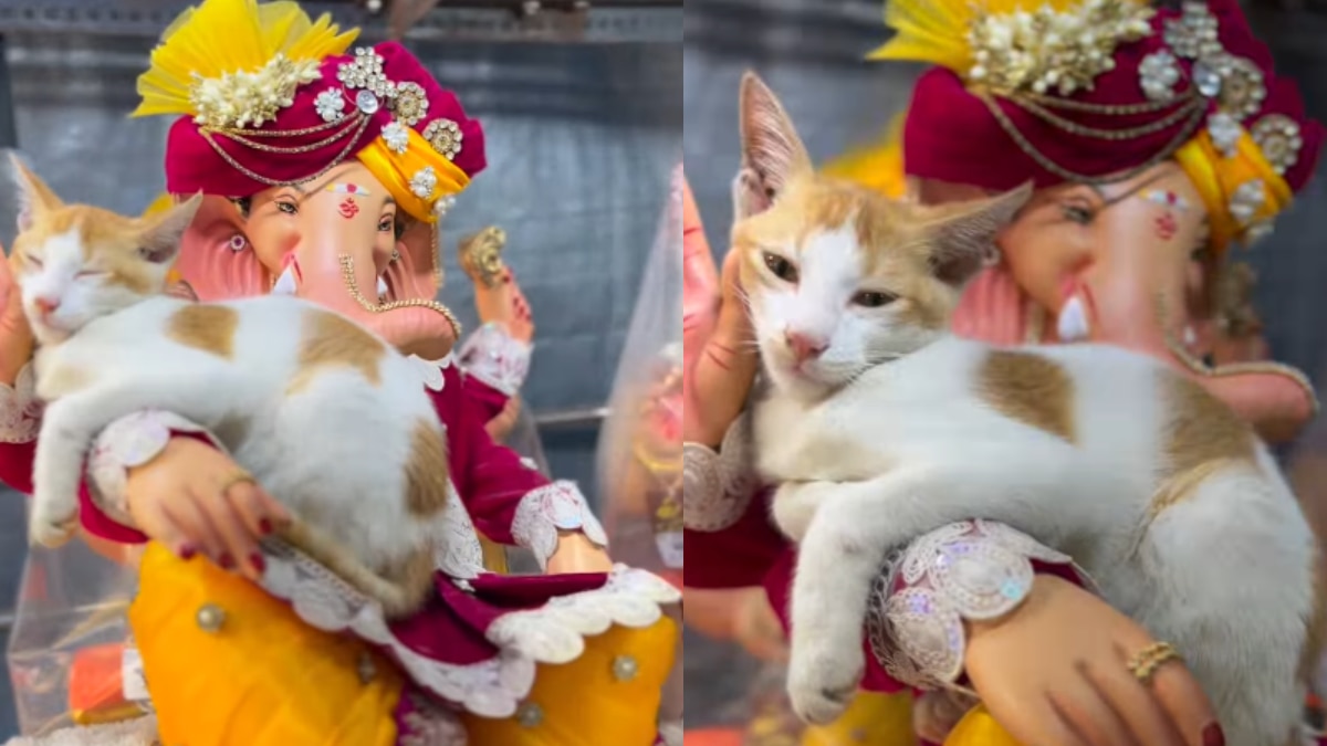 Viral Ganesh Chaturthi Moment: Cat Sleeps Peacefully On Lord Ganesh Idol
